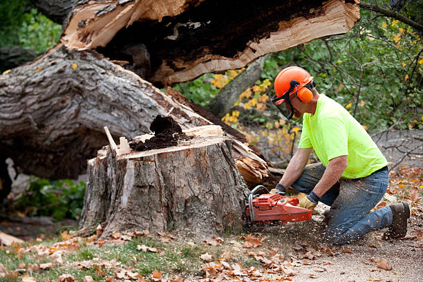 Best Dead Tree Removal  in USA